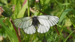 Parnassius stubbendorfii