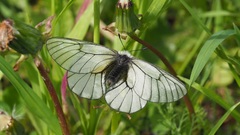 Parnassius stubbendorfii