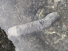 Holothuria atra