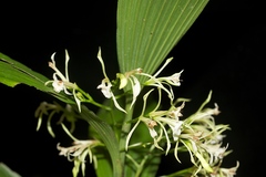 Corymborkis veratrifolia