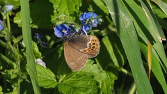 Coenonympha hero