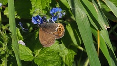 Coenonympha hero
