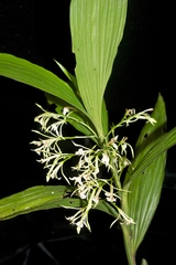 Corymborkis veratrifolia