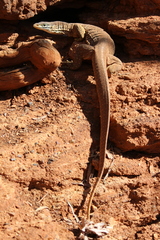 Varanus