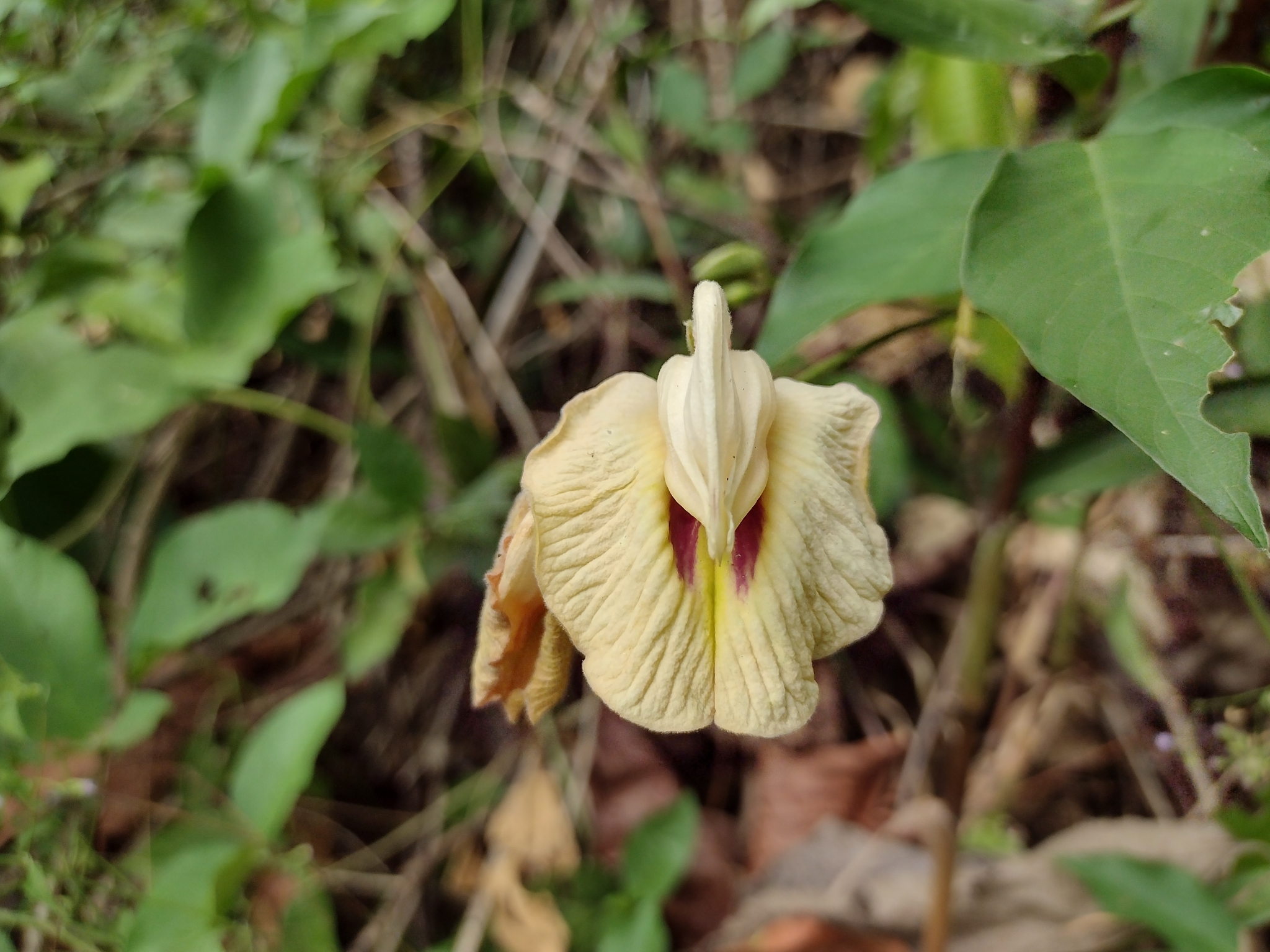 Centrosema macrocarpum