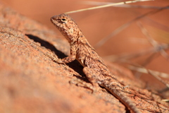 Ctenophorus caudicinctus