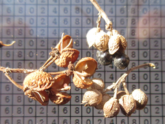 Zanthoxylum schinifolium