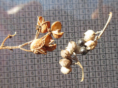 Zanthoxylum schinifolium