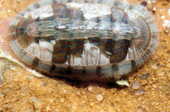 Ischnochiton smaragdinus