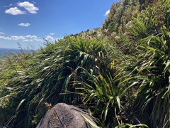 Phormium cookianum hookeri