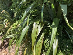 Phormium cookianum hookeri