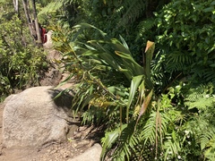 Phormium cookianum hookeri