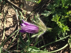 Pulsatilla bungeana