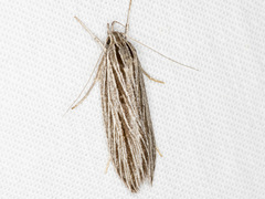 Leistarcha scitissimella