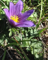 Pulsatilla bungeana