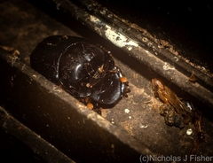 Onthophagus capella