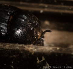 Onthophagus capella