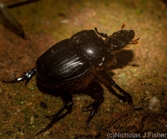 Onthophagus capella