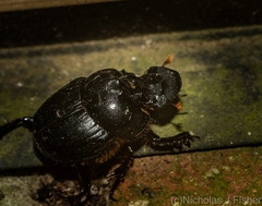 Onthophagus capella