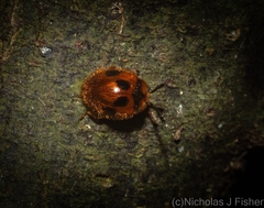 Stenotarsus quinarius