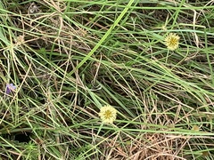 Cyperus erectus