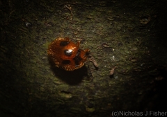 Stenotarsus quinarius