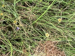 Cyperus erectus