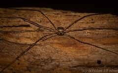 Neopantopsalis pentheter