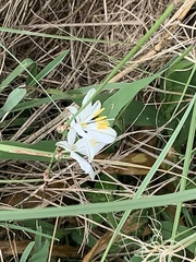 Chlorophytum comosum