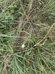 Chlorophytum comosum