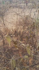 Dioscorea soso