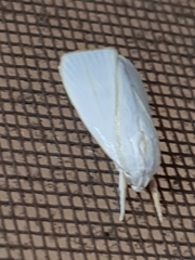 Cryptophasa flavolineata