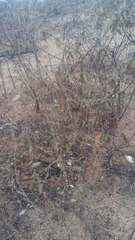 Dioscorea soso
