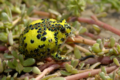 Crucifix Toad photo 2