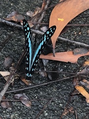 Graphium