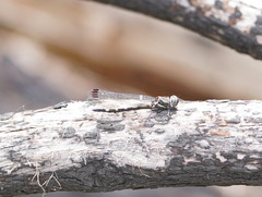 Cordulephya montana