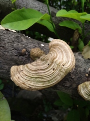 Trametes versicolor