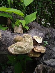 Trametes versicolor