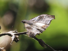 Theagenes albiplaga