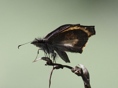 Theagenes albiplaga