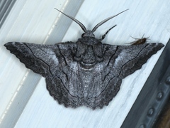 Hypobapta tachyhalotaria