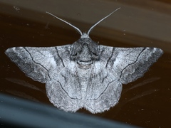 Hypobapta tachyhalotaria