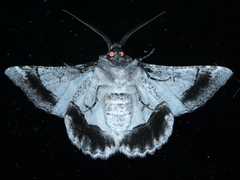 Hypobapta tachyhalotaria