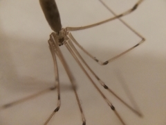Pholcus phalangioides