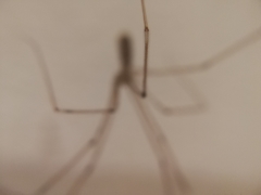 Pholcus phalangioides