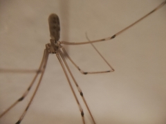 Pholcus phalangioides