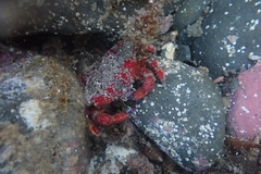 Eurynolambrus australis