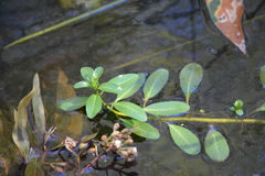 Ludwigia peploides montevidensis