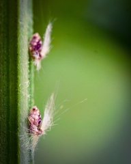 Scolypopa