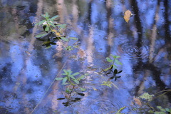 Ludwigia peploides montevidensis